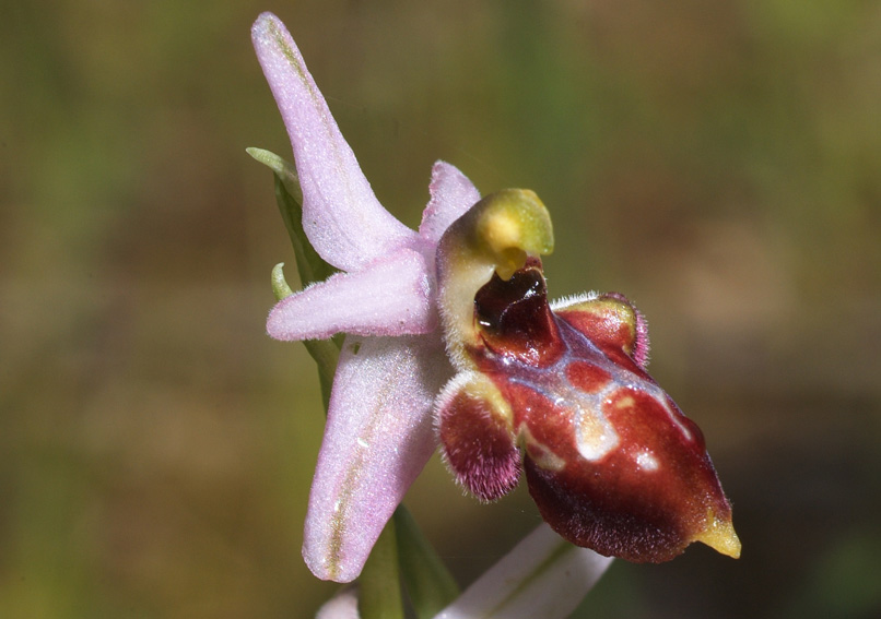 ophrys da determinare 2